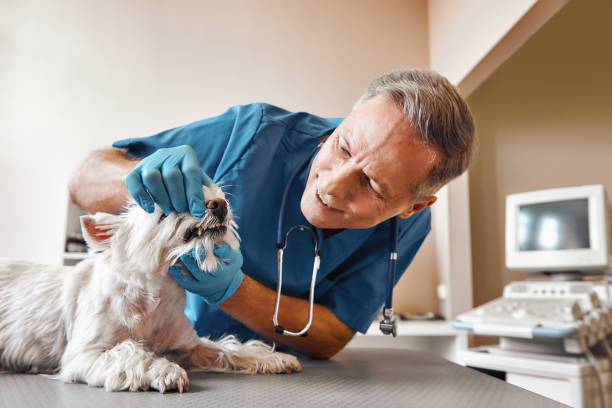 Best Emergency Dental Care for Trauma or Injury in Blountville, TN